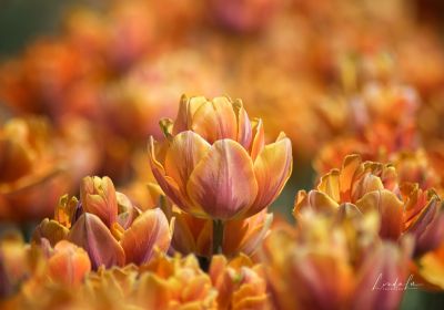 Blumen