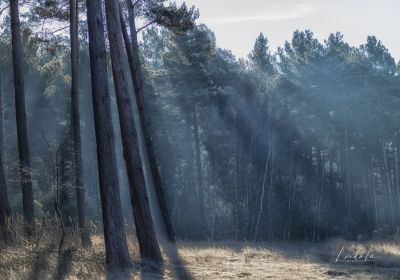 Teverener Heide - DE